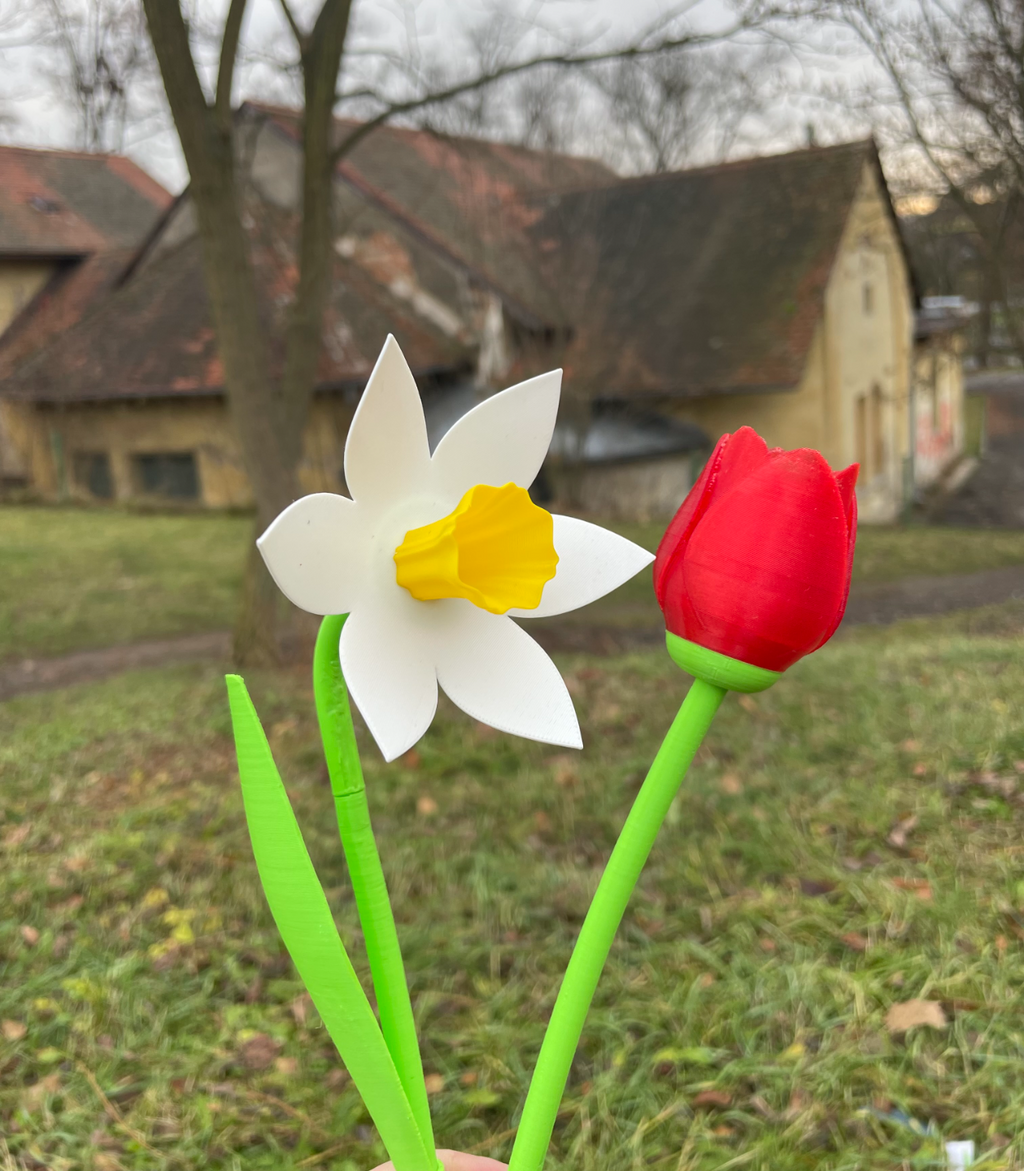 Beautiful Tulip with Stem