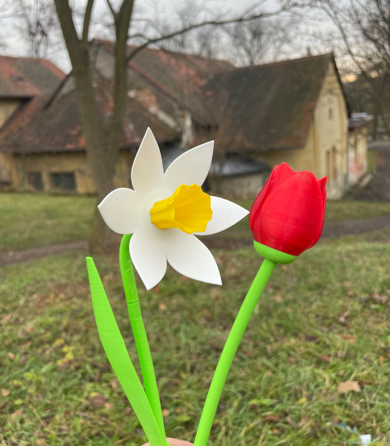 Beautiful Tulip with Stem
