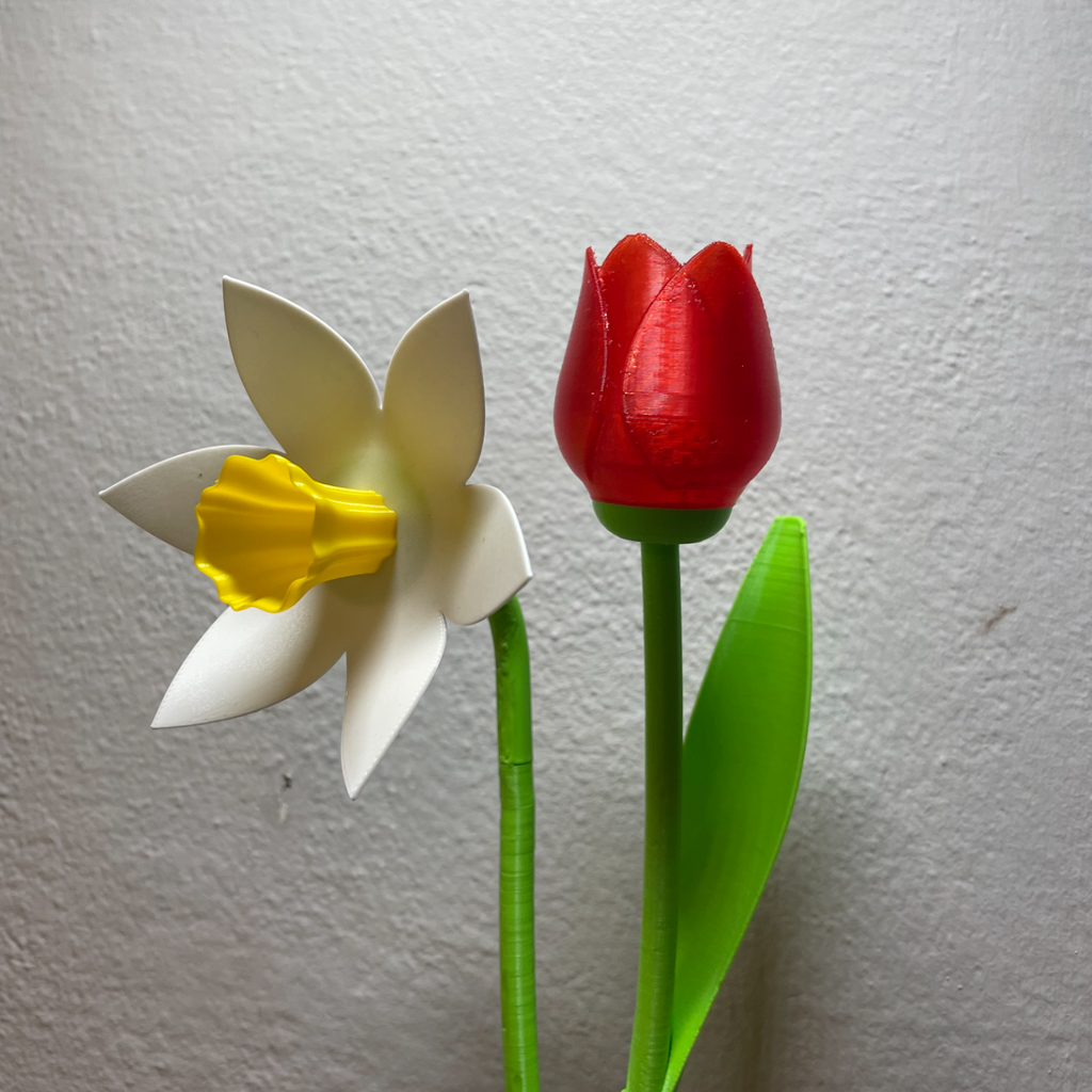 Beautiful Tulip with Stem