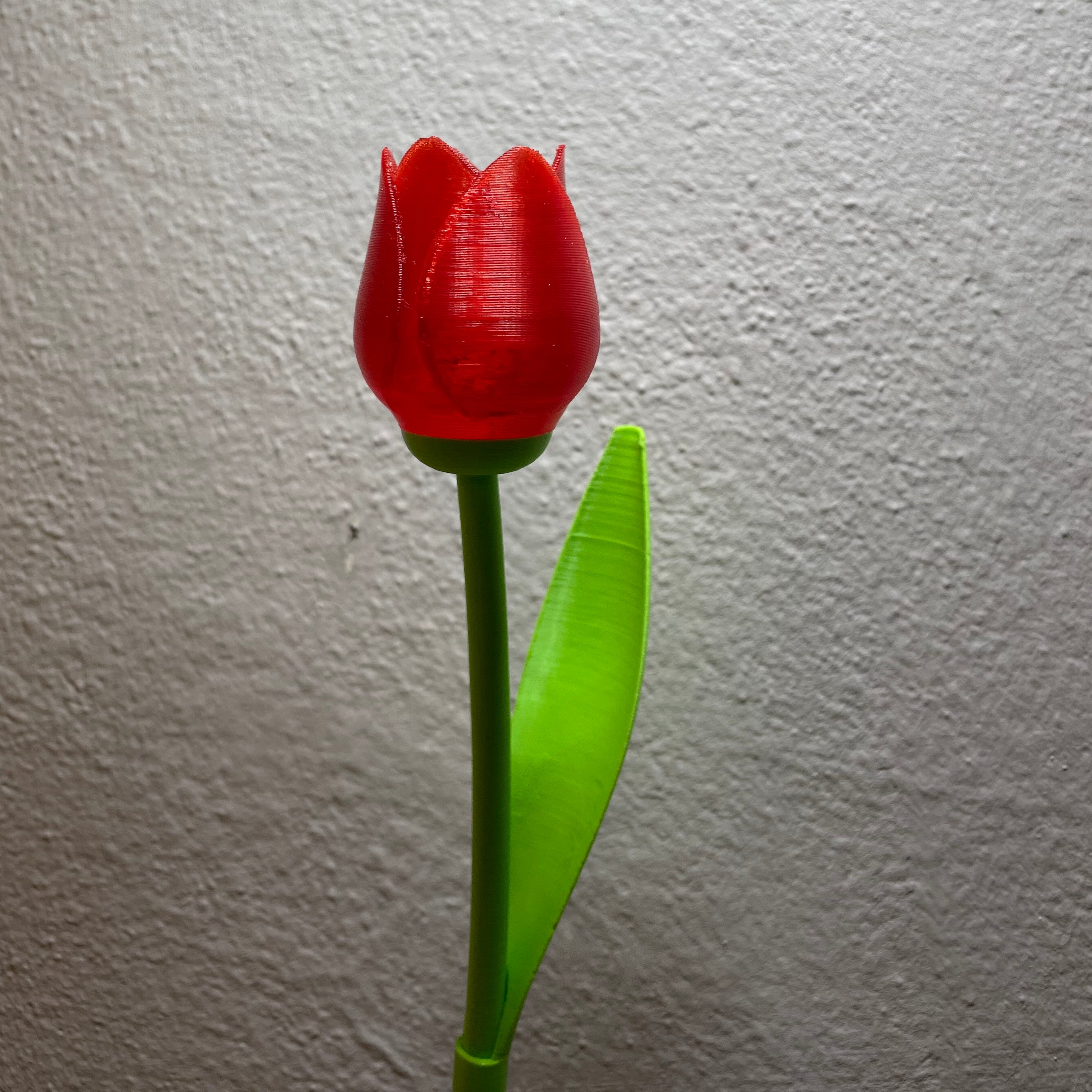 Beautiful Tulip with Stem