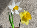 Beautiful Daffodil