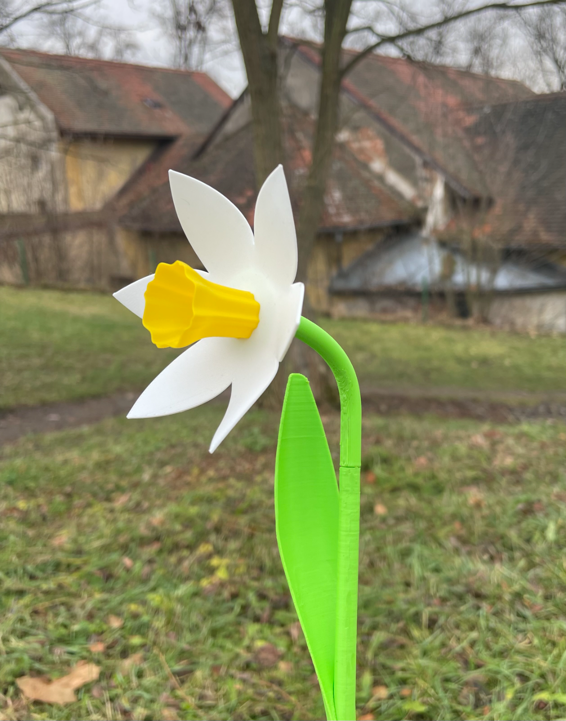 Beautiful Daffodil