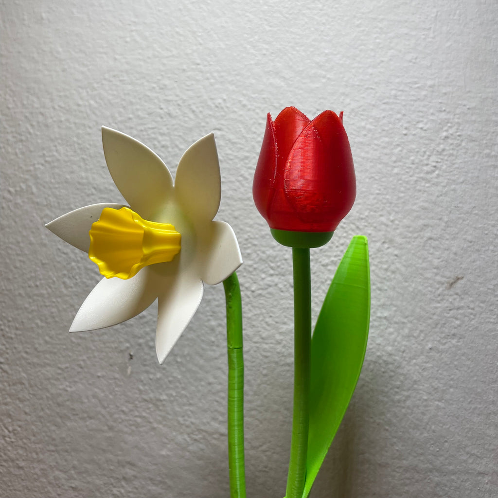 Beautiful Daffodil