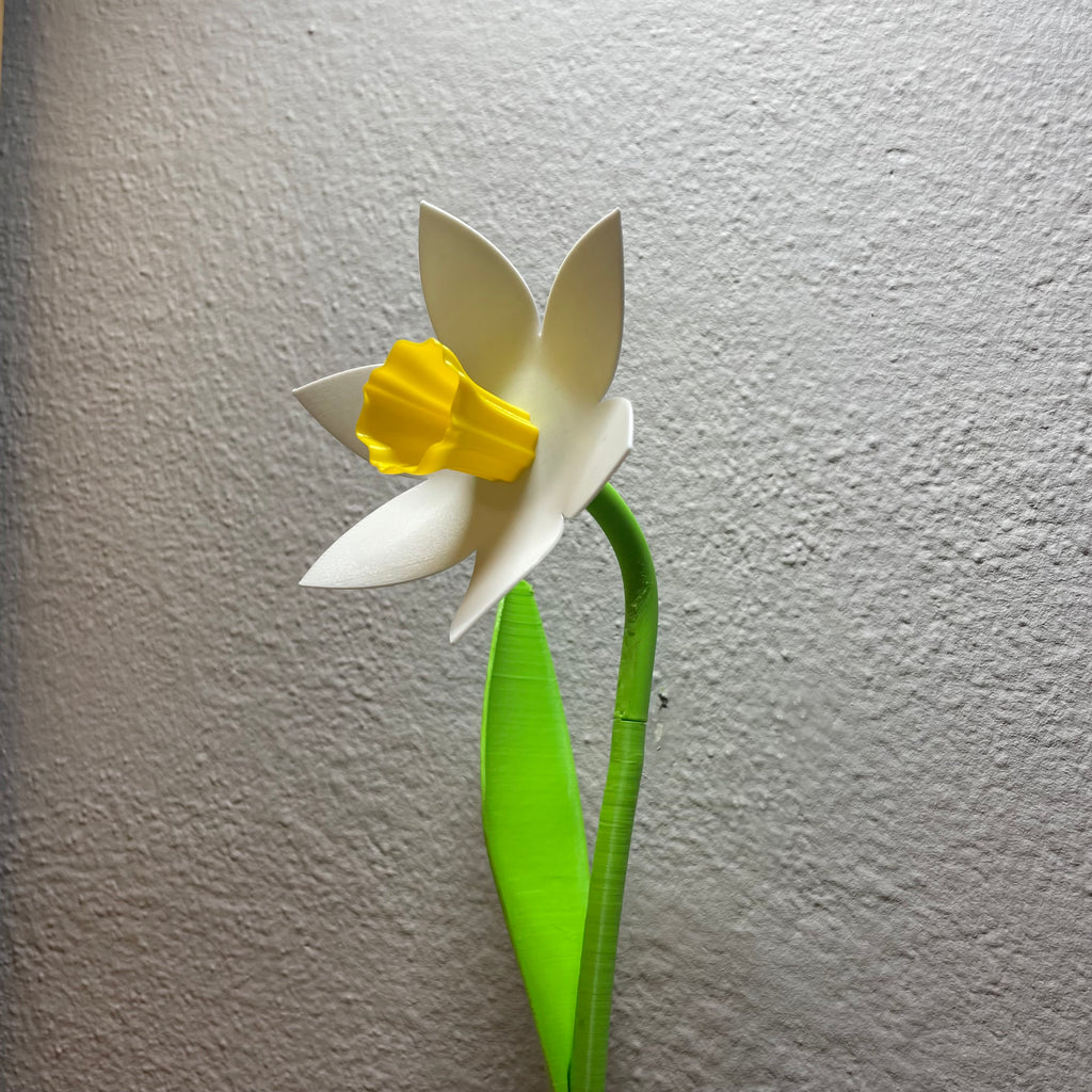 Beautiful Daffodil