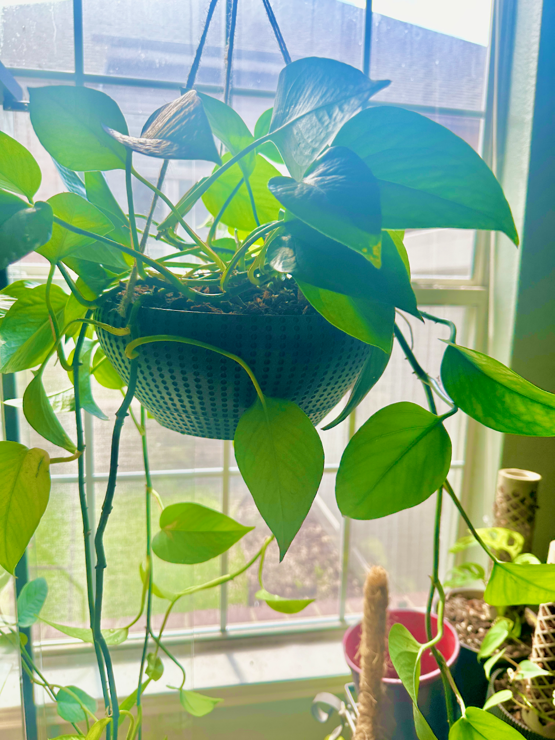 Hanging Planter with twist drip pan