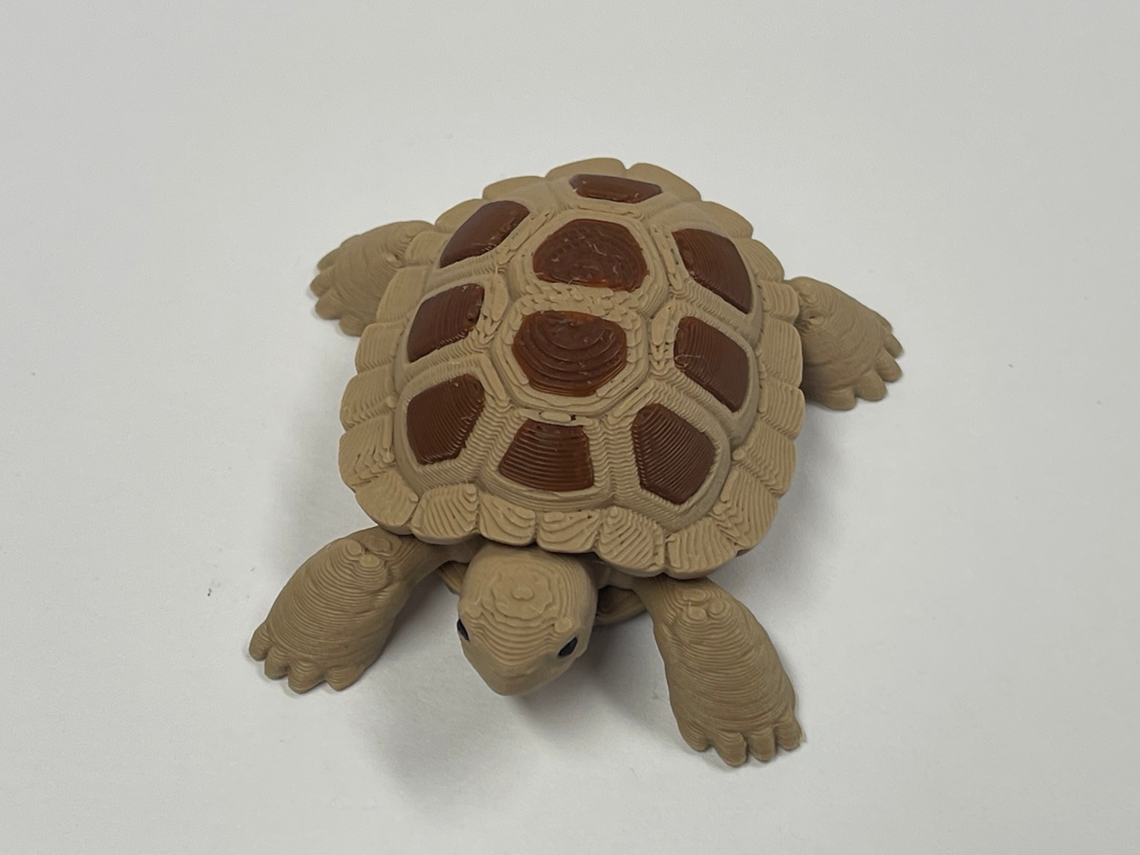Fun Little Turtle