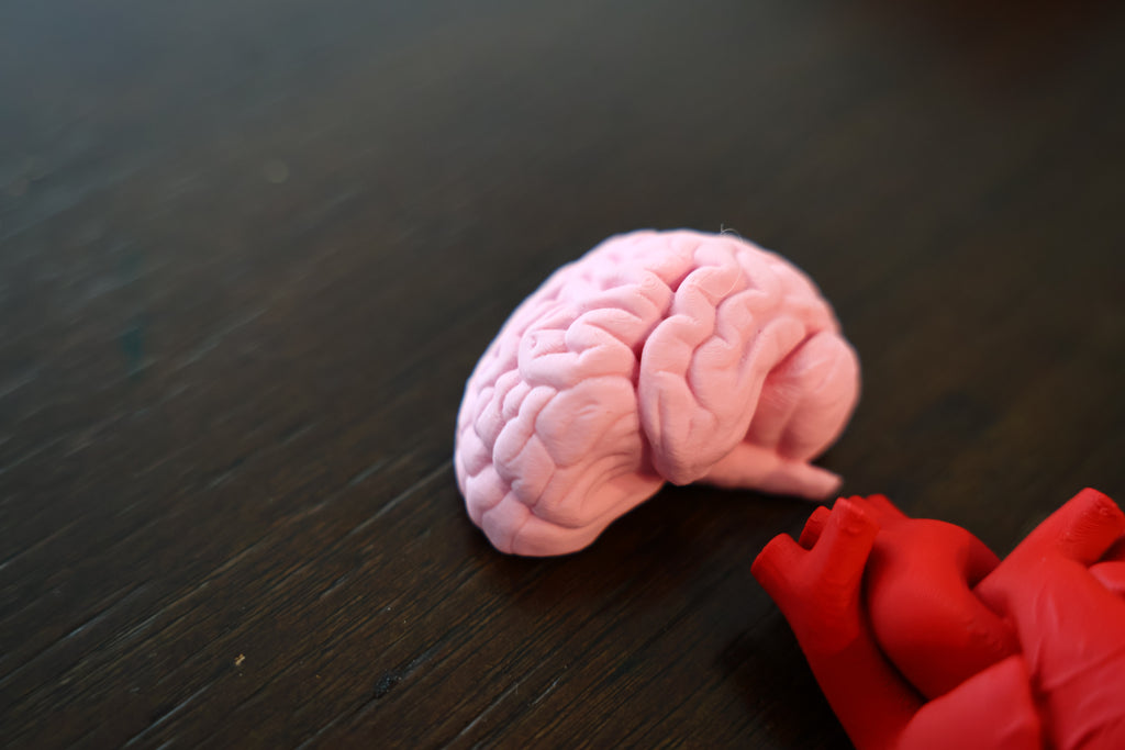 Anatomy Magnets